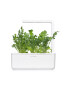 Click & Grow Insertie de seminte Rukola - Pled.ro