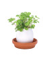 Noted set pentru cultivarea unei plante Eggling Wild Strawberry - Pled.ro