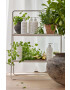 Zone Denmark detergent de vase Lemon Launch - Pled.ro