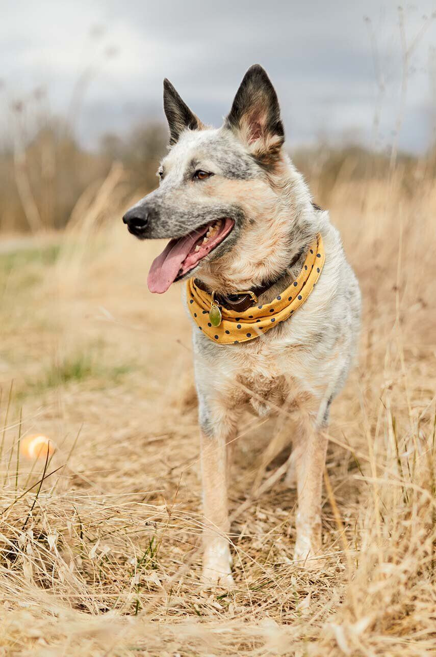 Field + Wander bandană pentru animale de companie Dog Bandana - Pled.ro