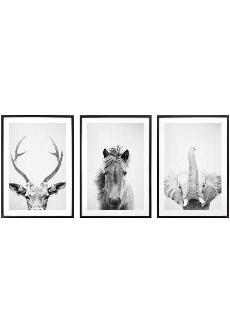 Heinner Home Set 3 tablouri decorative Animals BW - Pled.ro